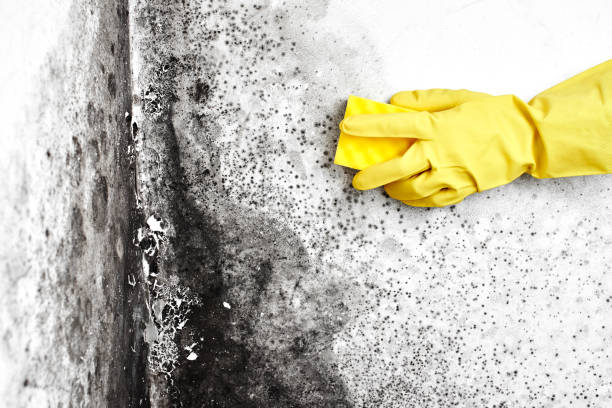 Best Basement Mold Removal  in Benton, TN