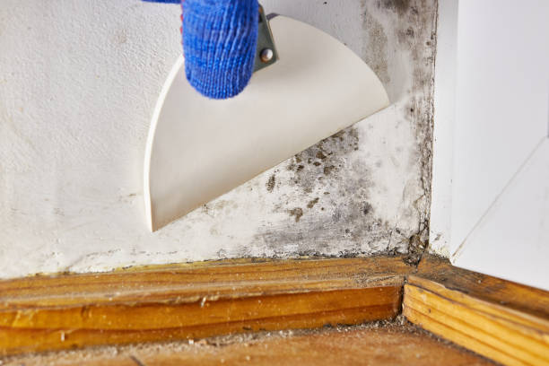 Best Airborne Mold Testing  in Benton, TN